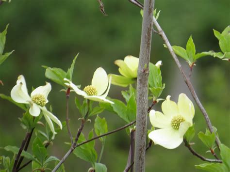 Western Dogwood Tree Pacific Northwest