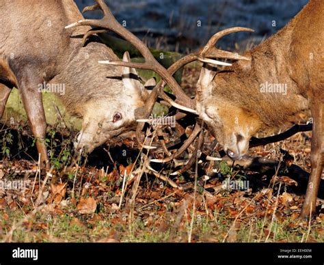 Males Interlock Interlocked Hi Res Stock Photography And Images Alamy