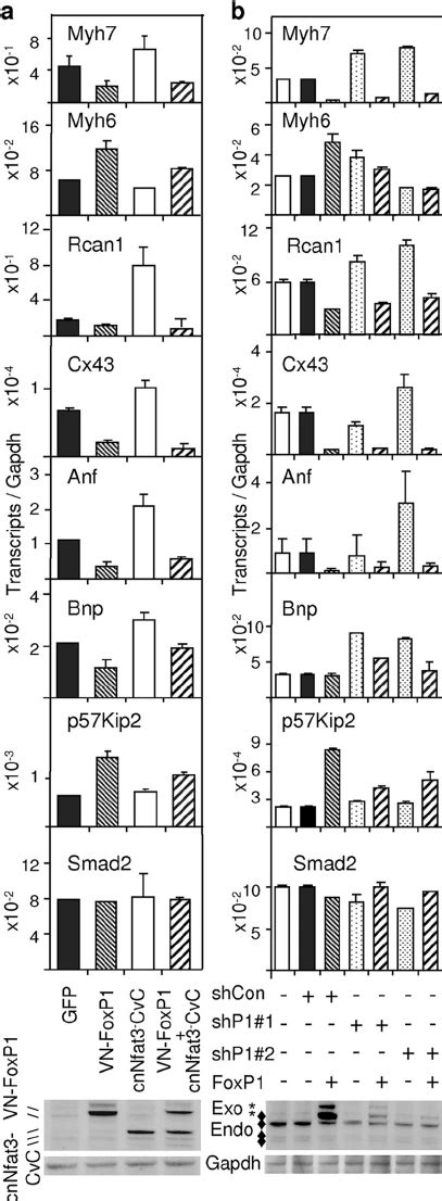 Effects Of Foxp And Cnnfat On Hypertrophy Associated Gene