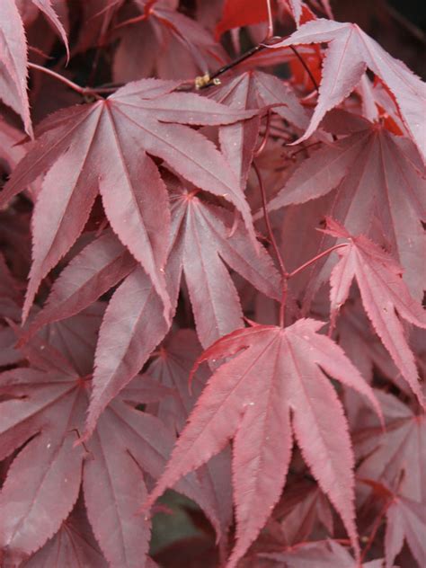 Bloodgood Japanese Maple J Frank Schmidt Son Co