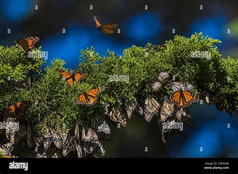 Monarch Butterflies Danaus Plexippus Clustered Together For Warmth At