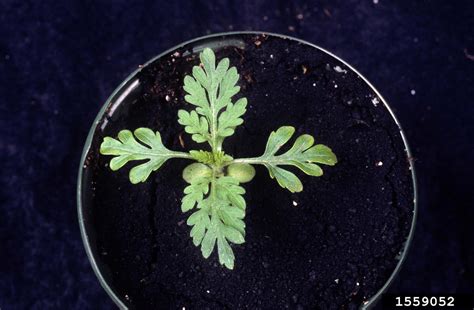 Giant Ragweed Ambrosia Trifida