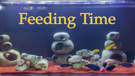 Mbuna African Cichlids Feeding Time Youtube