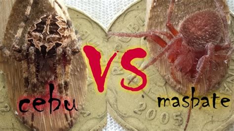 CEBU VS MASBATE Kilalang Palaban Top Spider Line YouTube