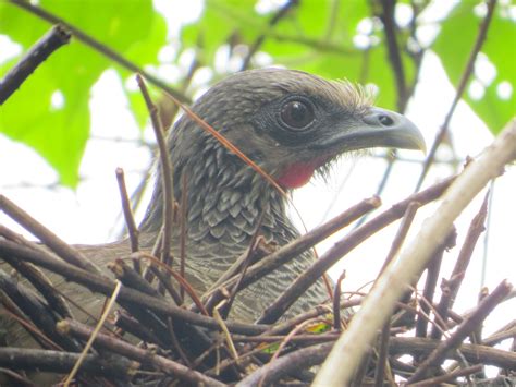 Ortalis Columbiana Guacharaca Colombiana Colombian Chachalaca