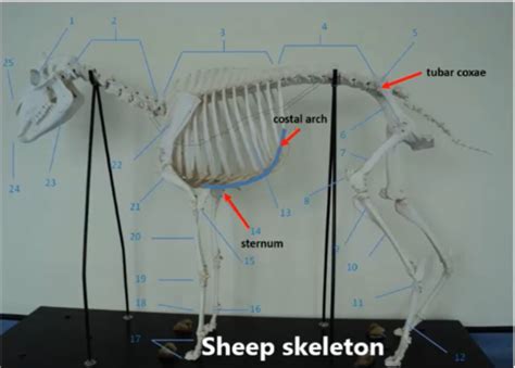 DISSECTION Sheep Flashcards Quizlet