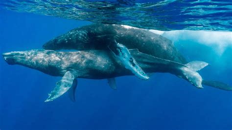 Male Humpback Whales Having Sex Gives Scientists Insights Into Species