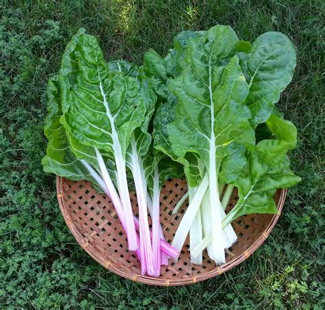 The Gardening Me End Of Season Review Swiss Chard And Spinach