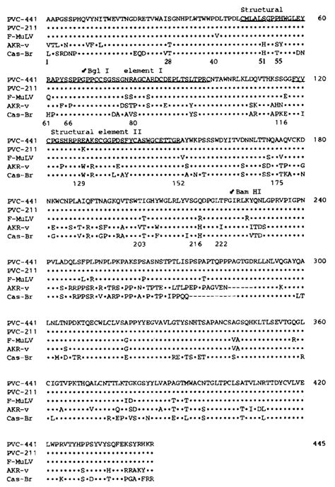 Amino Acid Sequence Of The SU Proteins Gp70s Of PVC 441 In The