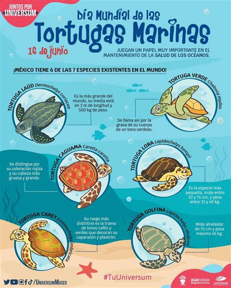 Aulas Hospitalarias Día Mundial De Las Tortugas Marinas