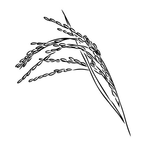 Rice Plant Vector Sketch Vector Art At Vecteezy