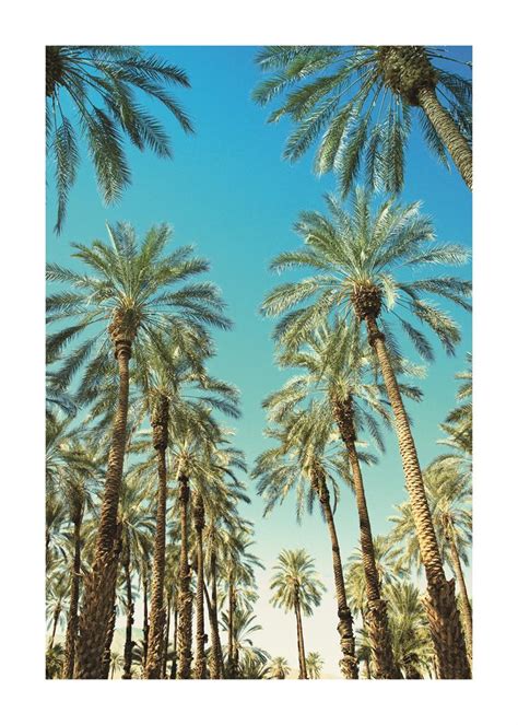 Beverly Hills Palms 28 X 20 California Beach