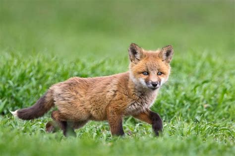 Red Fox Kit, Baby Fox Photography Print, Fox Images, Wildlife ...