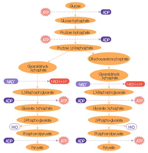 Glycolysis Worksheets Diagram