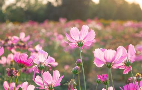 Premium Photo | Pink wildflowers meadow on field.