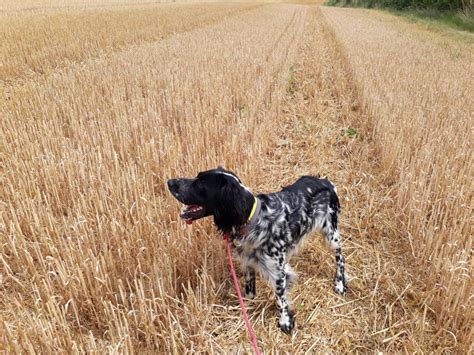 Setter Anglais Blue Belton Lof Donner Petite Annonce Chien