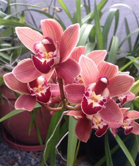 Cymbidium Conseils Dentretien Dune Superbe Orchidée Orchidée