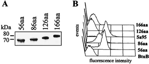 Western Blot And Facs Analysis Of Btub With Fragments Of Different