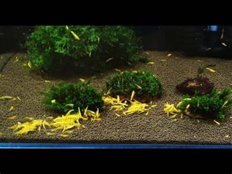 Krewetki Neocaridina Yellow Neon YouTube