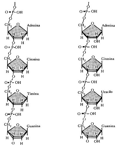 Sintético 94 Foto Que Es Un Nucleotido De Adn El último