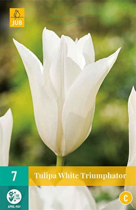 Tulp White Triumphator 7 Bollen DeOosteindeOnline Nl