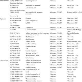 Toothed mysticete fossils from the La Meseta and Submeseta formations.... | Download Scientific ...