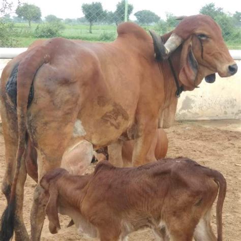 दुधारू पशुओं मैं ऊष्मीय तनाव हीट स्ट्रेस का उचित प्रबंधन Pashudhan