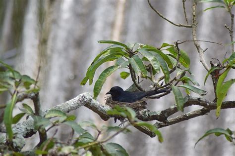 Burung Sarang Telur Foto Gratis Di Pixabay Pixabay