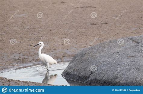 Bird Finding Food Air Stock Photos Free And Royalty Free Stock Photos