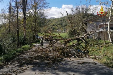 Maltempo Forte Vento Nelle Marche 170 Interventi Per Alberi Caduti E