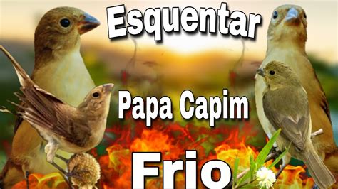 Piado De F Mea De Papa Capim Para Esquentar E Deixar Seu Papa Capim