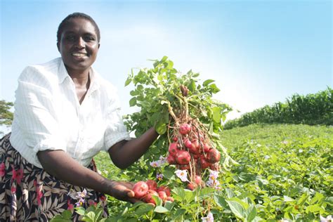 Late Blight Resistant Potato For Africa International Potato Center