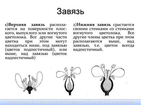 Органы растений. Цветок - online presentation