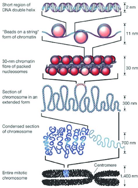 The Organization Of DNA Within The Chromatin Structure Adapted By