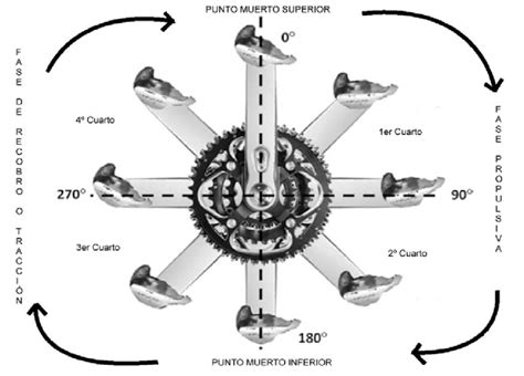 11 Diferentes Fases Y Puntos Relevantes En El Ciclo De Pedaleo R