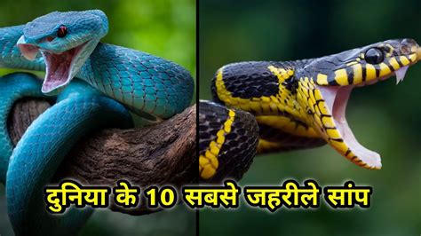 दुनिया के 10 सबसे जहरीले सांप Top 10 Most Venomous Snakes In The