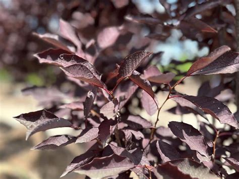 Chokecherry Canada Red Tree Top Nursery Landscape Inc