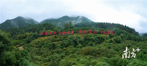 肇庆市怀集县古城村岳山造林光荣传统在城乡生根发芽 关注森林