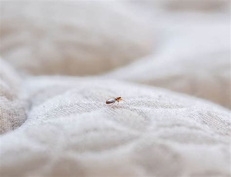 Bed Bug Extermination Extreme Exterminating