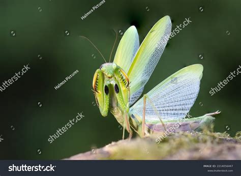 Praying Mantis Attacking Fighter Stock Photo 2214056447 | Shutterstock