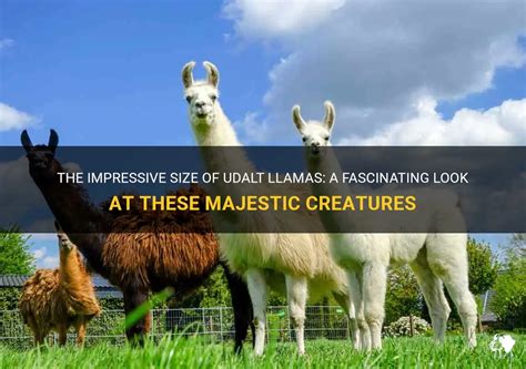 The Impressive Size Of Udalt Llamas A Fascinating Look At These