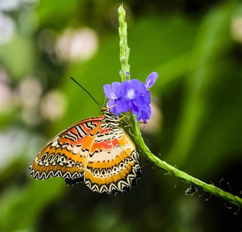 Borboleta Bonito Inseto Foto Gratuita No Pixabay Pixabay