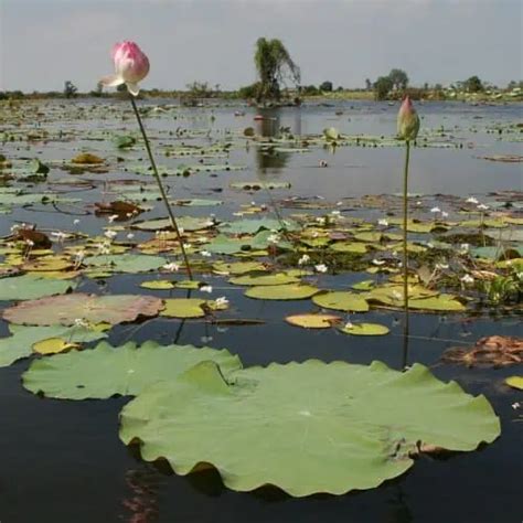 How to Plant & Grow Water Lotus (Nelumbo spp.) - Pond Informer