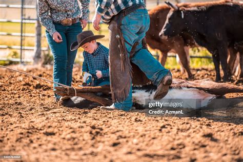 Cowboys Branding A Cattle High-Res Stock Photo - Getty Images