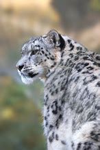 Snow Leopard Panthera Uncia Free Stock Photo Public Domain Pictures