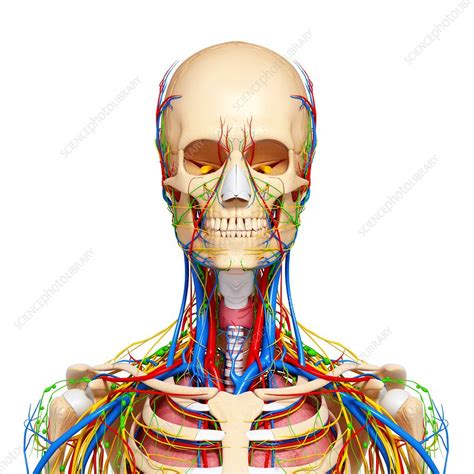 Upper Body Anatomy Artwork Stock Image F0062008 Science Photo