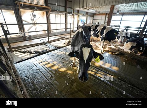 Cows Stands Near A Fan In The Freestall Barn On The Ted And Megan