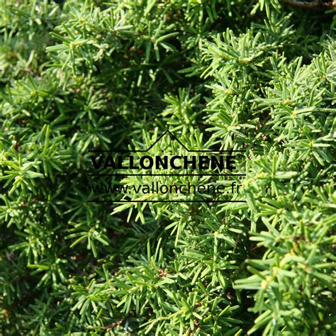 TSUGA caroliniana 'Planting Fields Arboretum' (Chimère) - pruche de la