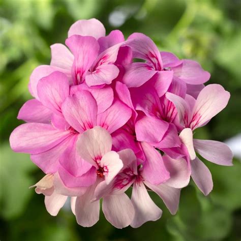 Pelargonium Caldera™ Lavender Glow Interspecific Geranium Garden