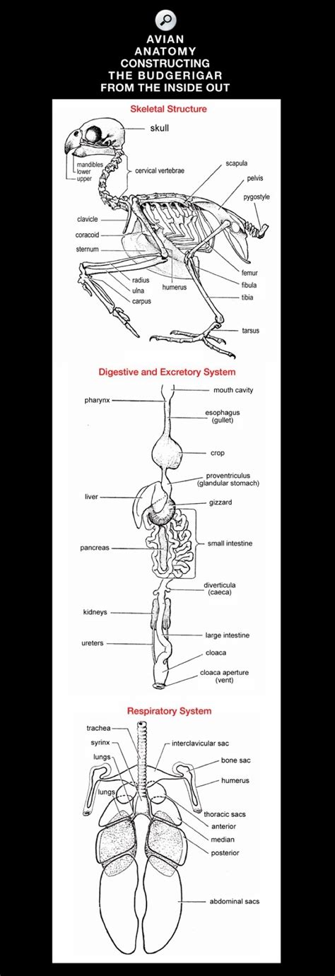 Avian anatomy